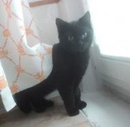 5 miesięcy, czarna kotka, spokojna ŚLĄSK