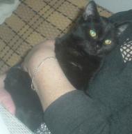 5 miesięcy, czarna kotka, spokojna ŚLĄSK